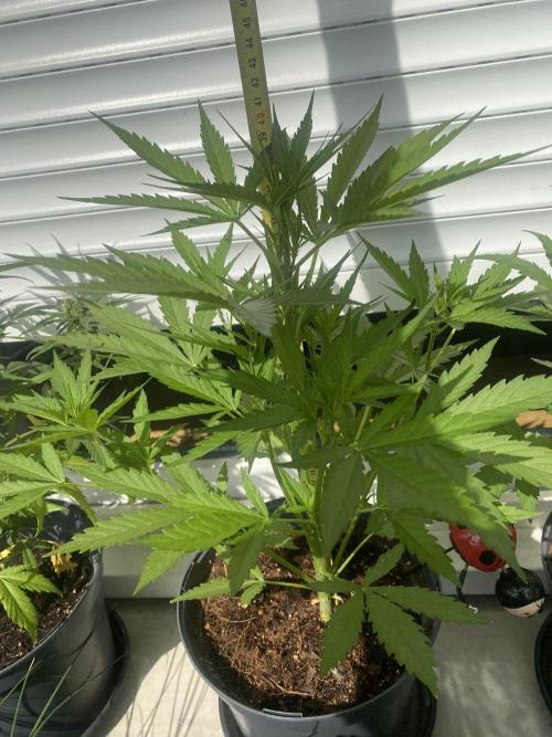 Royal AK Auto. Week 4