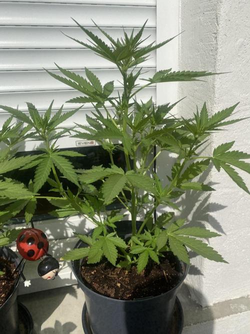 Royal AK Auto. Week 4