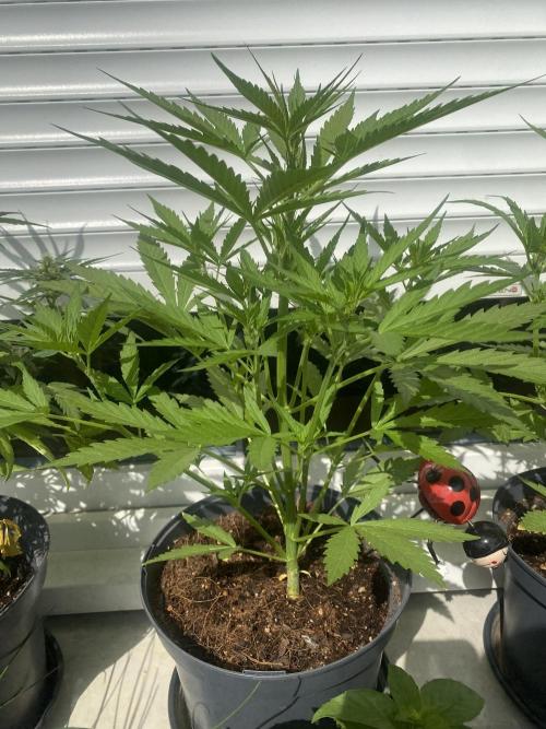 Royal AK Automatic. Week 4