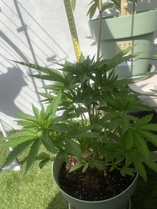 Critical + O.G Kush. Week 5