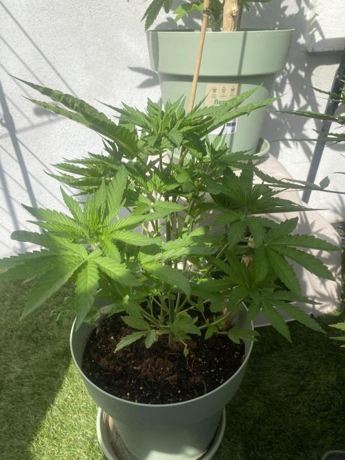 Critical + O.G Kush. Week 5