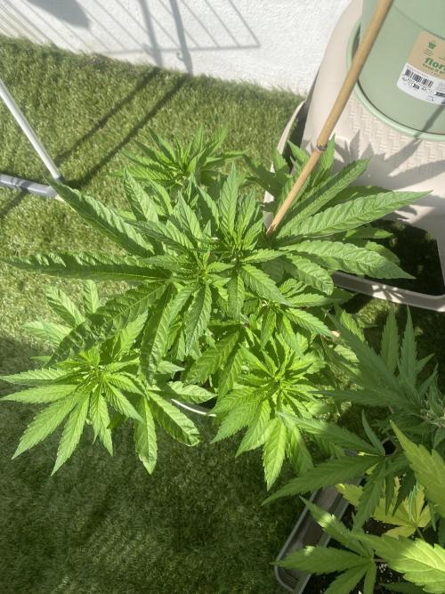 Critical + O.G Kush. Week 5