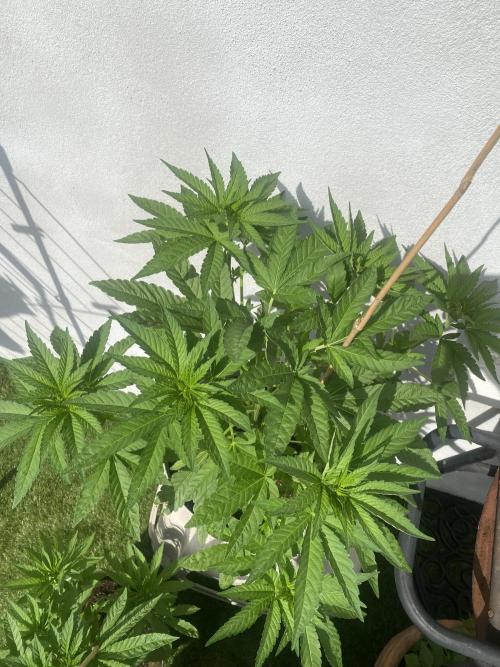 Critical + O.G Kush. Week 5