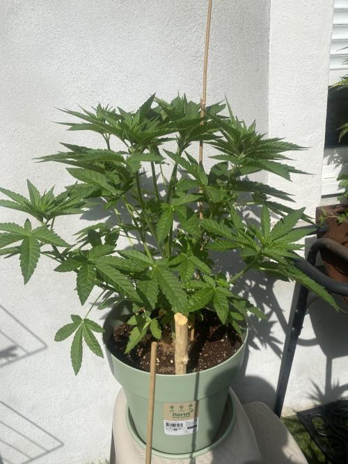 Critical + O.G Kush. Week 5