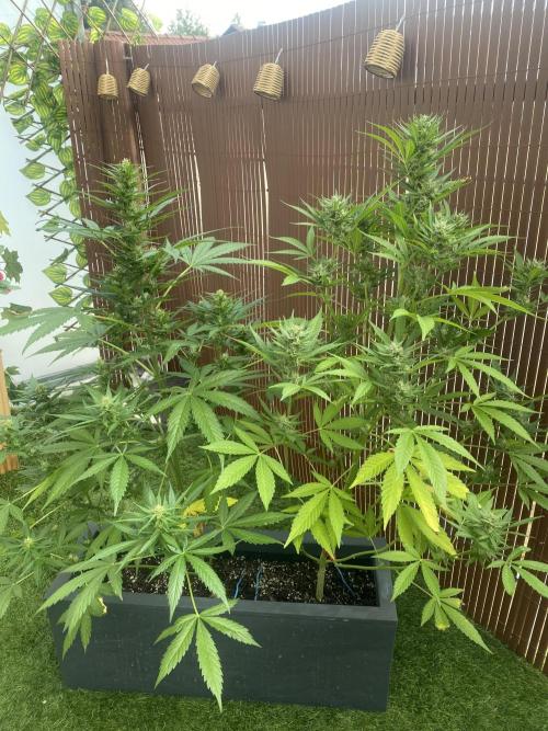 Mélange de variété en extérieur. Week 9