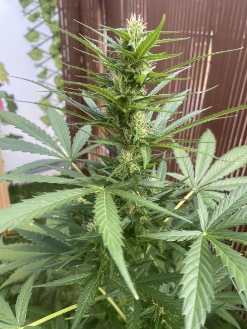 Mélange de variété en extérieur. Week 9