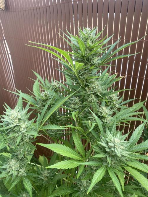 Mélange de variété en extérieur. Week 9