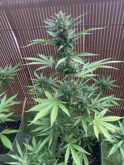 Mélange de variété en extérieur. Week 9