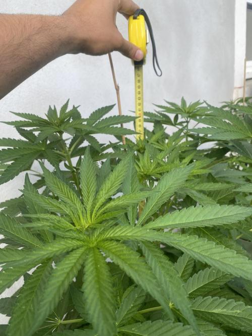 Critical + O.G Kush. Week 6