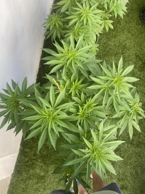 Critical + O.G Kush. Week 6