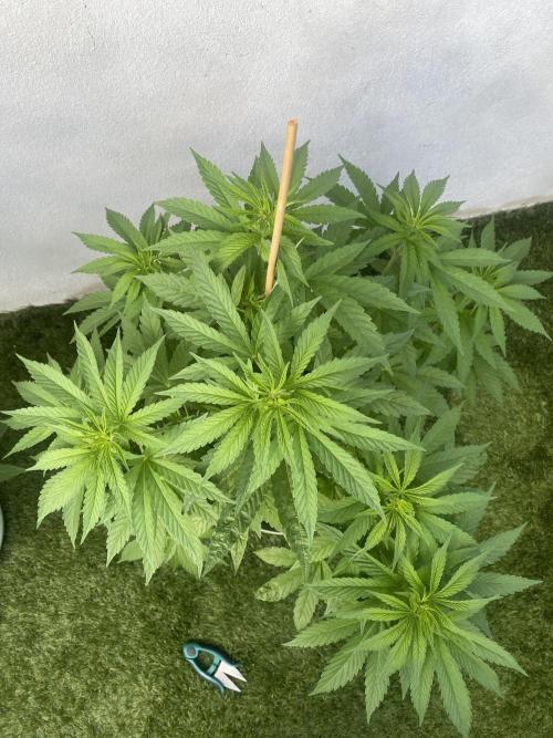 Critical + O.G Kush. Week 6