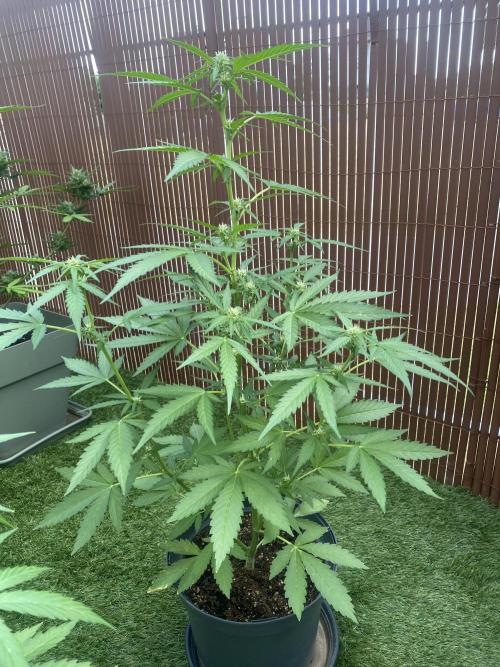 Royal AK Auto. Week 5