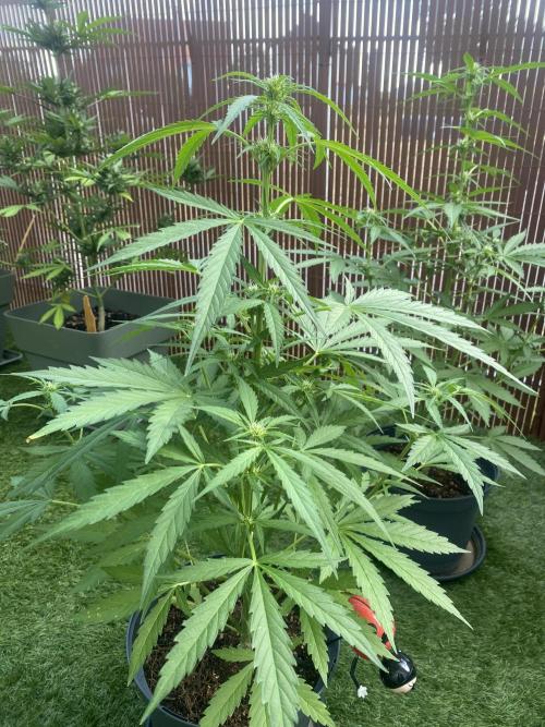 Royal AK Auto. Week 5