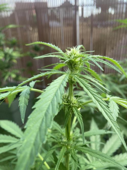 Royal AK Auto. Week 5