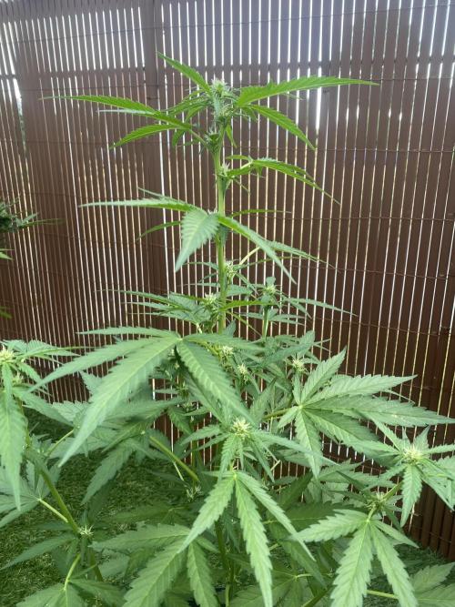 Royal AK Auto. Week 5