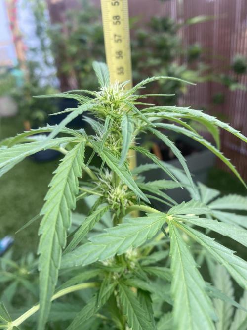 Royal AK Auto. Week 5