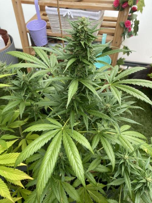Mélange de variété en extérieur. Week 10