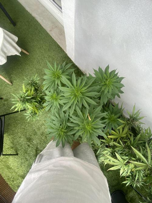 Critical + O.G Kush. Week 7