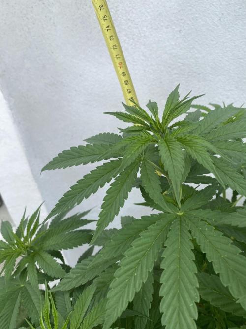 Critical + O.G Kush. Week 7