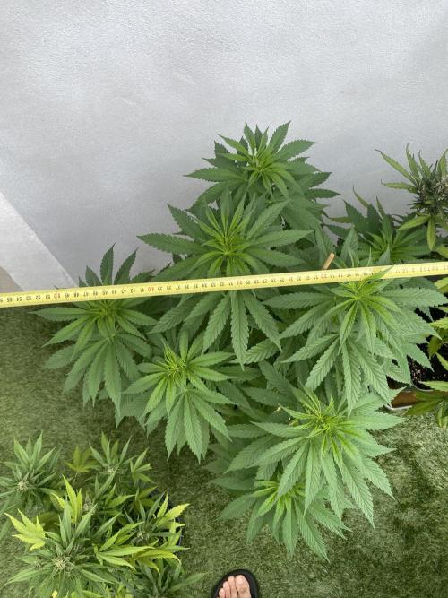 Critical + O.G Kush. Week 7