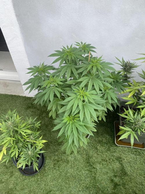 Critical + O.G Kush. Week 7