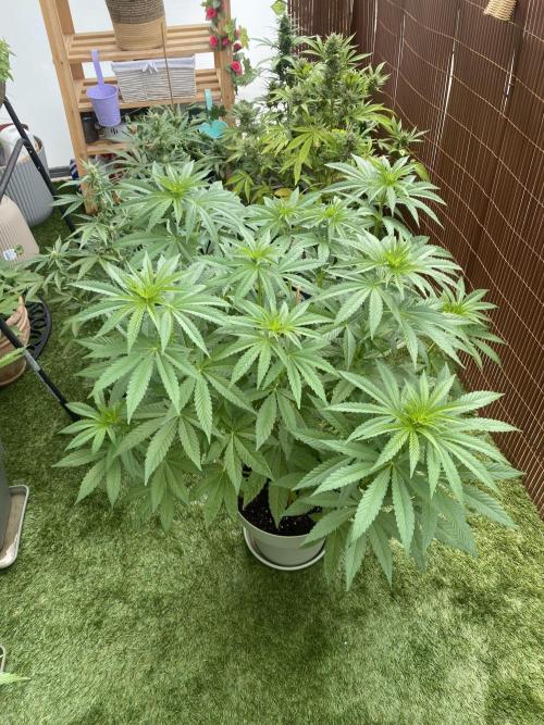 Critical + O.G Kush. Week 7