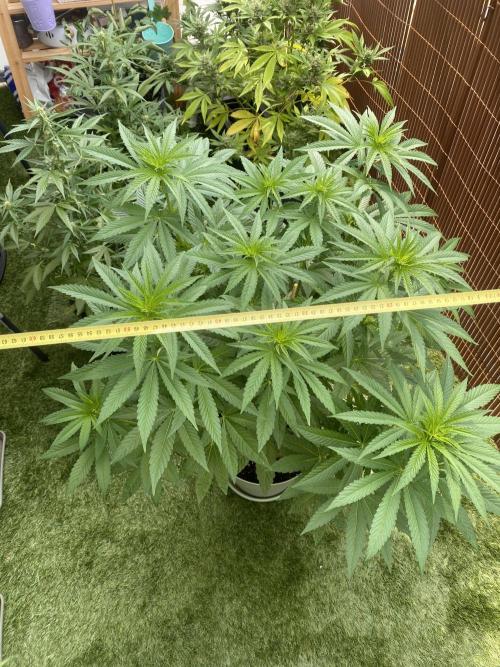 Critical + O.G Kush. Week 7