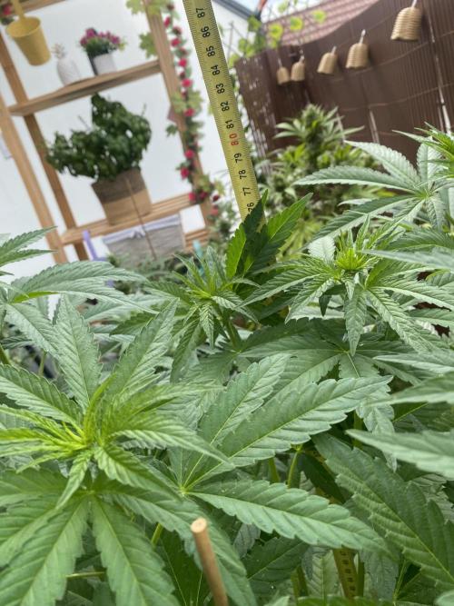 Critical + O.G Kush. Week 7