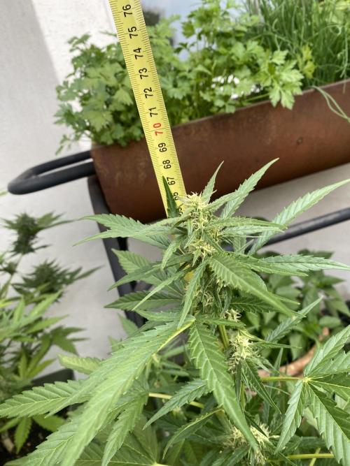 Royal AK Auto. Week 6