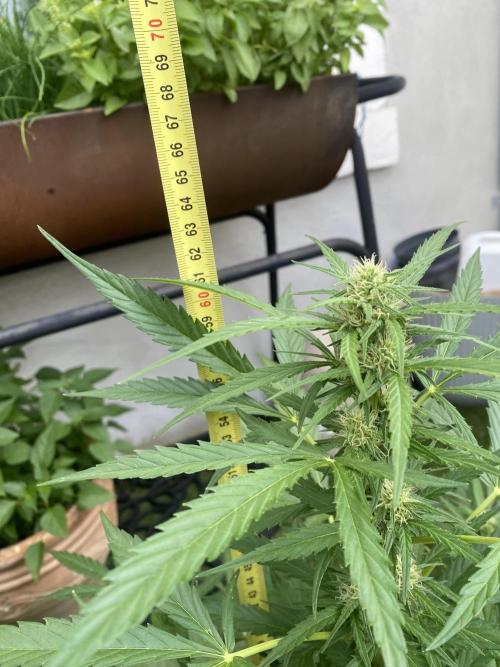 Royal AK Auto. Week 6