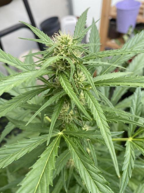 Royal AK Auto. Week 6