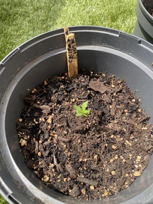 Mélange de variété en extérieur. Week 2