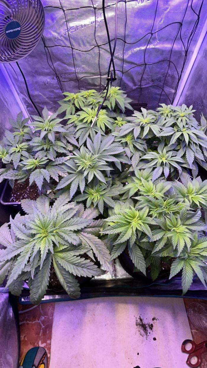 Gelato #45. Week 4
