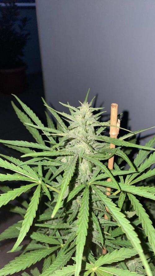 Auto Frozen Biscotti - Summer 25. Week 11