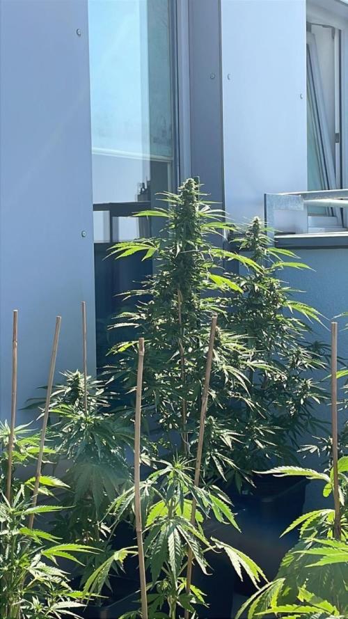 Sensi Amnesia XXL. Week 11