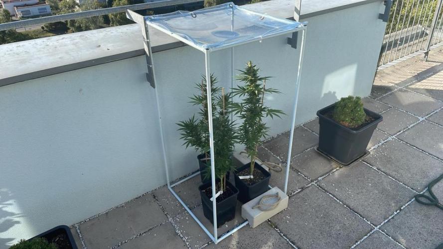Banana Kush Cake Auto - Summer 25. Week 11