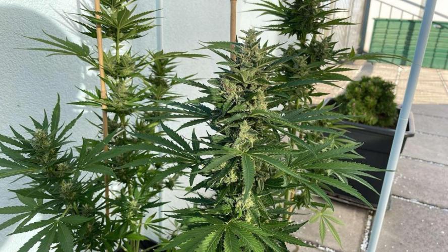 Banana Kush Cake Auto - Summer 25. Week 11