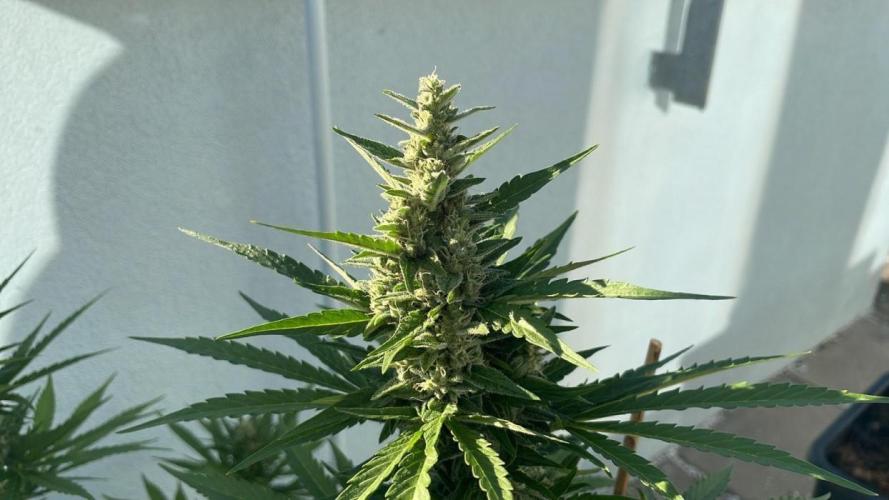 Banana Kush Cake Auto - Summer 25. Week 11