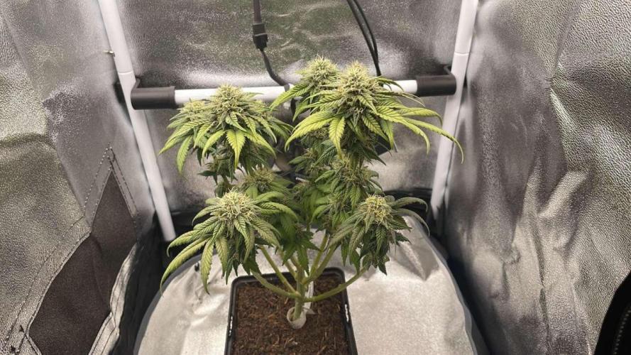Frozen Biscotti - Spring 26. Week 11