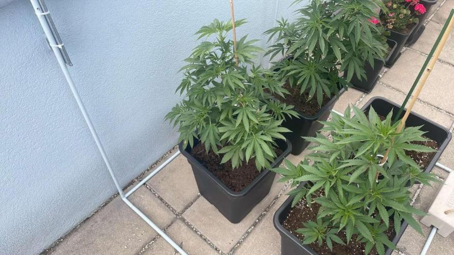 #leaflystrain2025 - Outdoor 26. Week 10