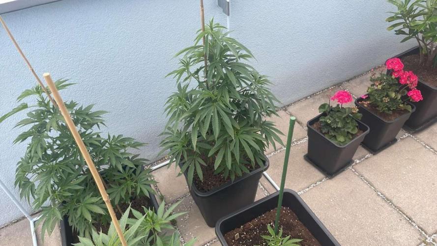 #leaflystrain2024 - Outdoor 26. Week 10