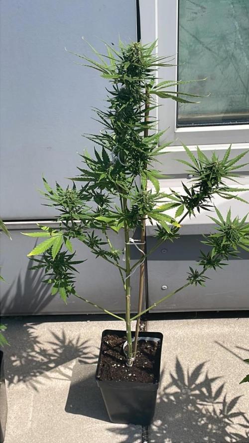 Super Skunk Automatic. Week 10