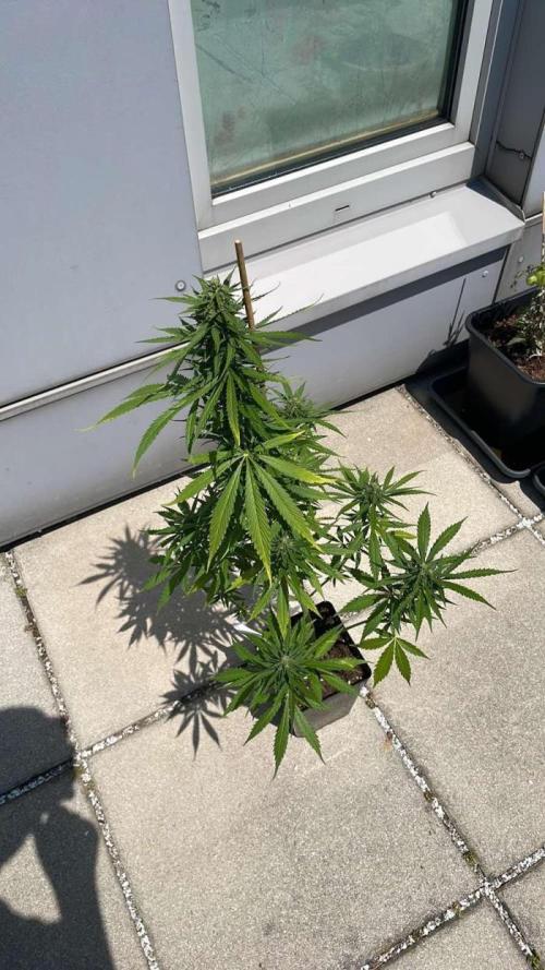 Blueberry Candiez. Week 12