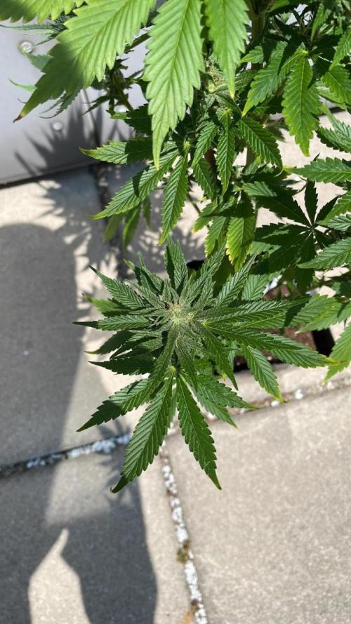 Banana Kush Cake Automatic. Week 12