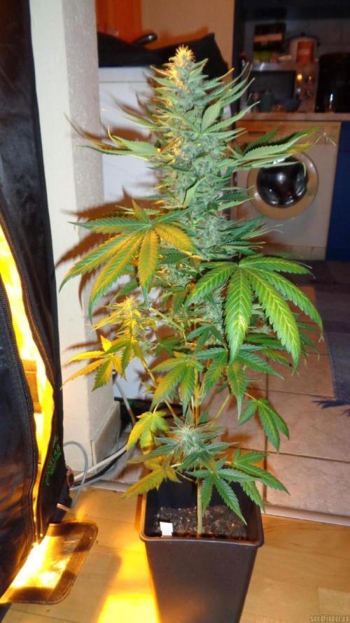 Northern Lights Automatic. Week 11
