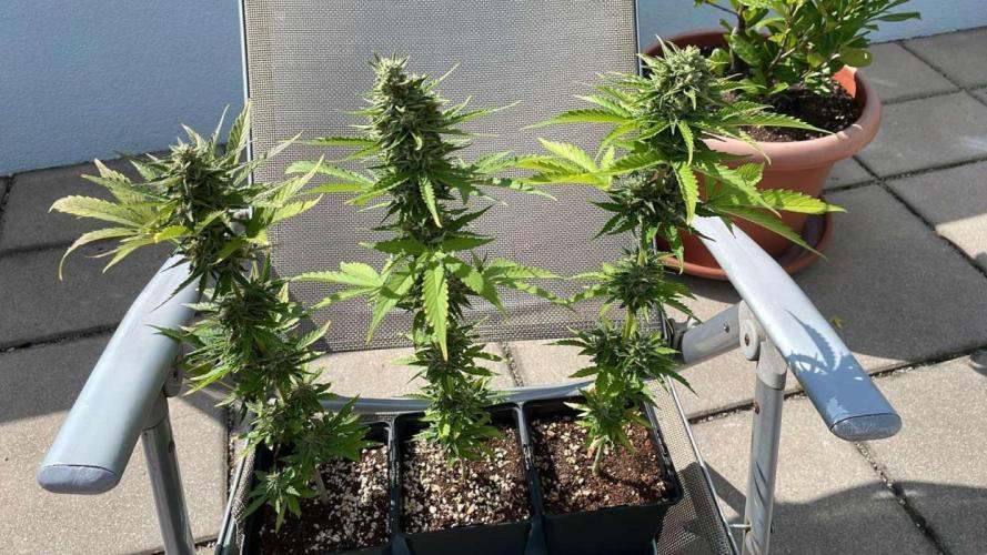 Royal Dwarf. Week 11