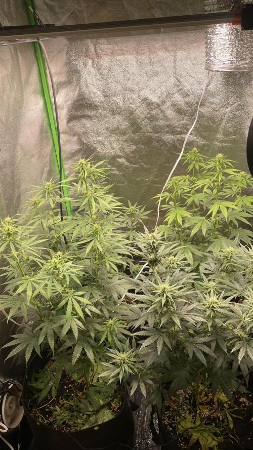 Grow1. Week 4