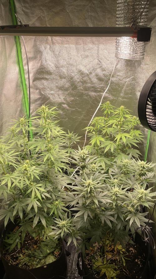 Grow1. Week 4