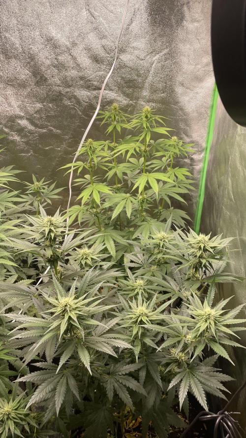 Grow1. Week 4