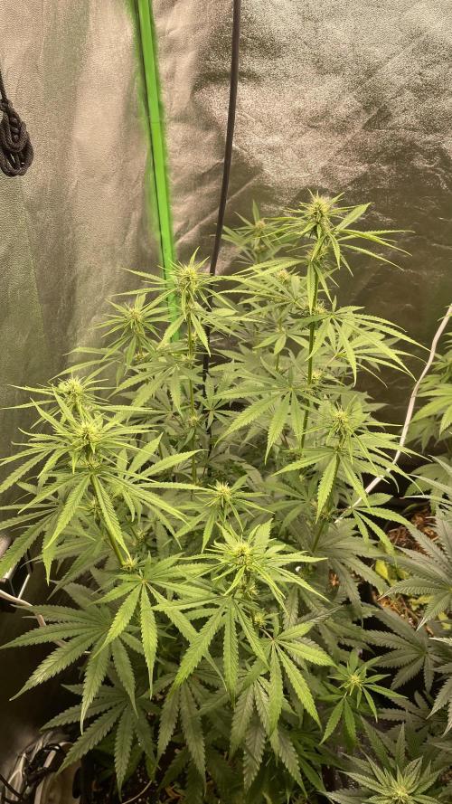 Grow1. Week 4